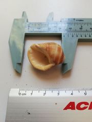 Rapaninae