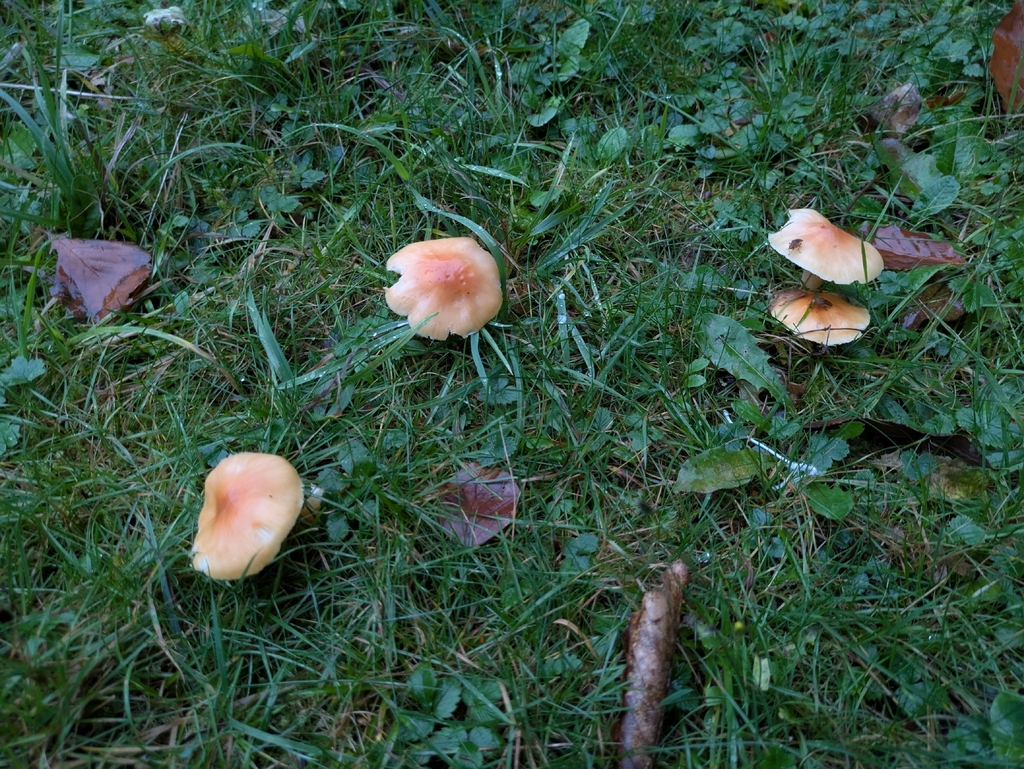 Cuphophyllus pratensis · November 2025 · photo: © djgwild (iNaturalist, cc-by)