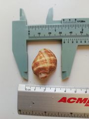 Rapaninae
