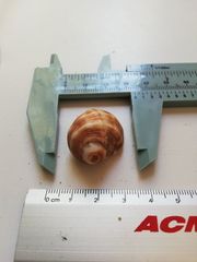 Rapaninae