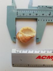 Rapaninae