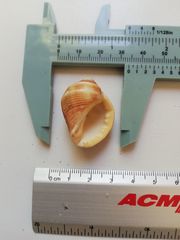 Rapaninae