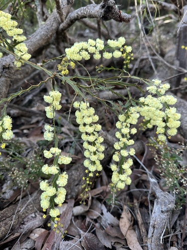 Winged wattle (Acacia alata)