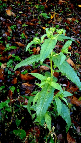 Ramtilla (Guizotia abyssinica)