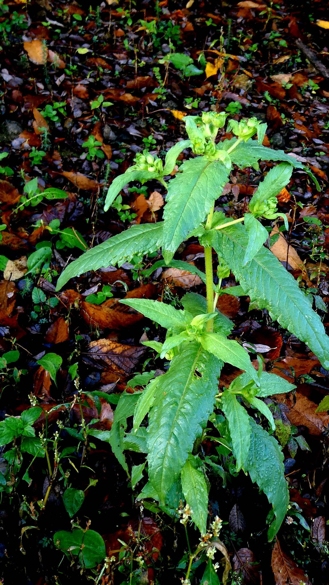 Ramtilla (Guizotia abyssinica)
