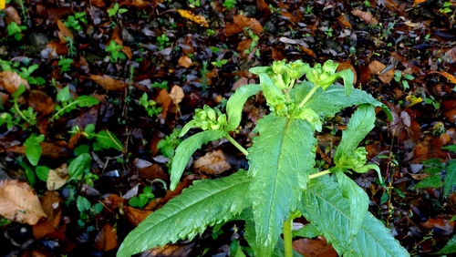 Guizotia abyssinica, photograph 5