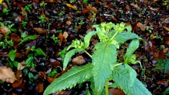 author not stated, no rights reserved Guizotia abyssinica, photograph author not stated, no rights reserved