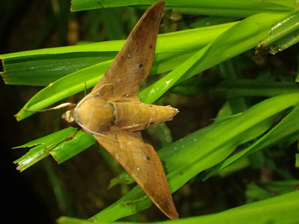 Ambulyx bakeri