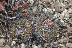 Echinofossulocactus crispatus
