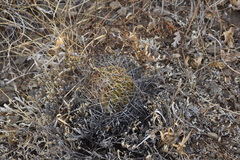 Echinofossulocactus crispatus