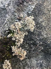 Sphaerophorus fragilis