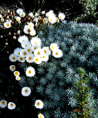 Helichrysum lancifolium