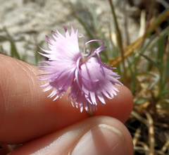 Dianthus thunbergii
