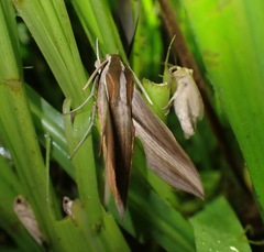 Hippotion rafflesii dyokeae