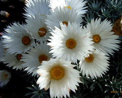 Helichrysum lancifolium
