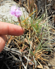 Dianthus thunbergii
