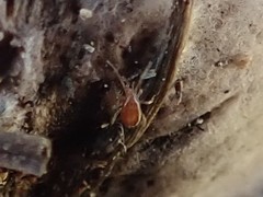 Mesostigmata