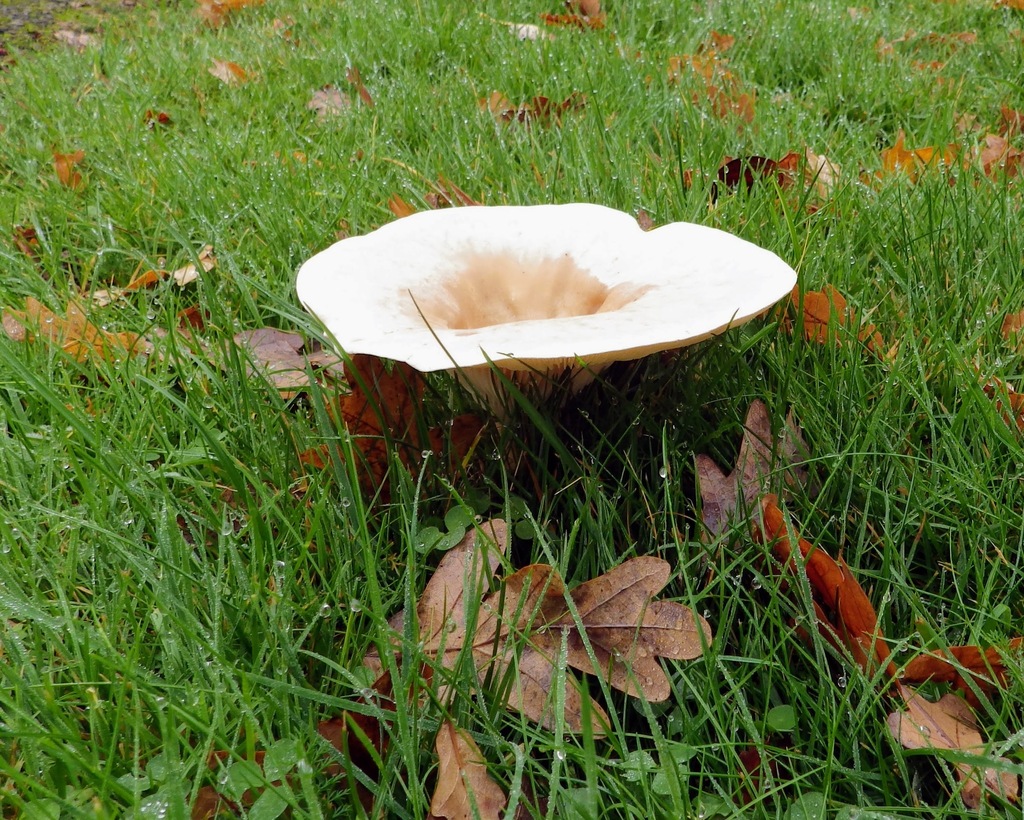 Infundibulicybe geotropa