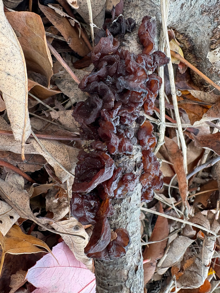 Exidia crenata · November 2025 · photo: © eml23 (iNaturalist, cc-by)