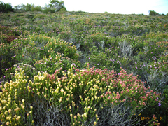 Passerina galpinii