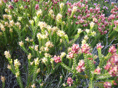 Passerina galpinii