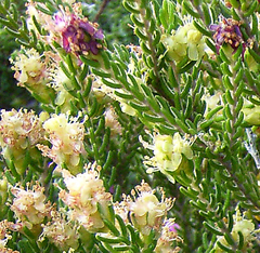 Passerina galpinii