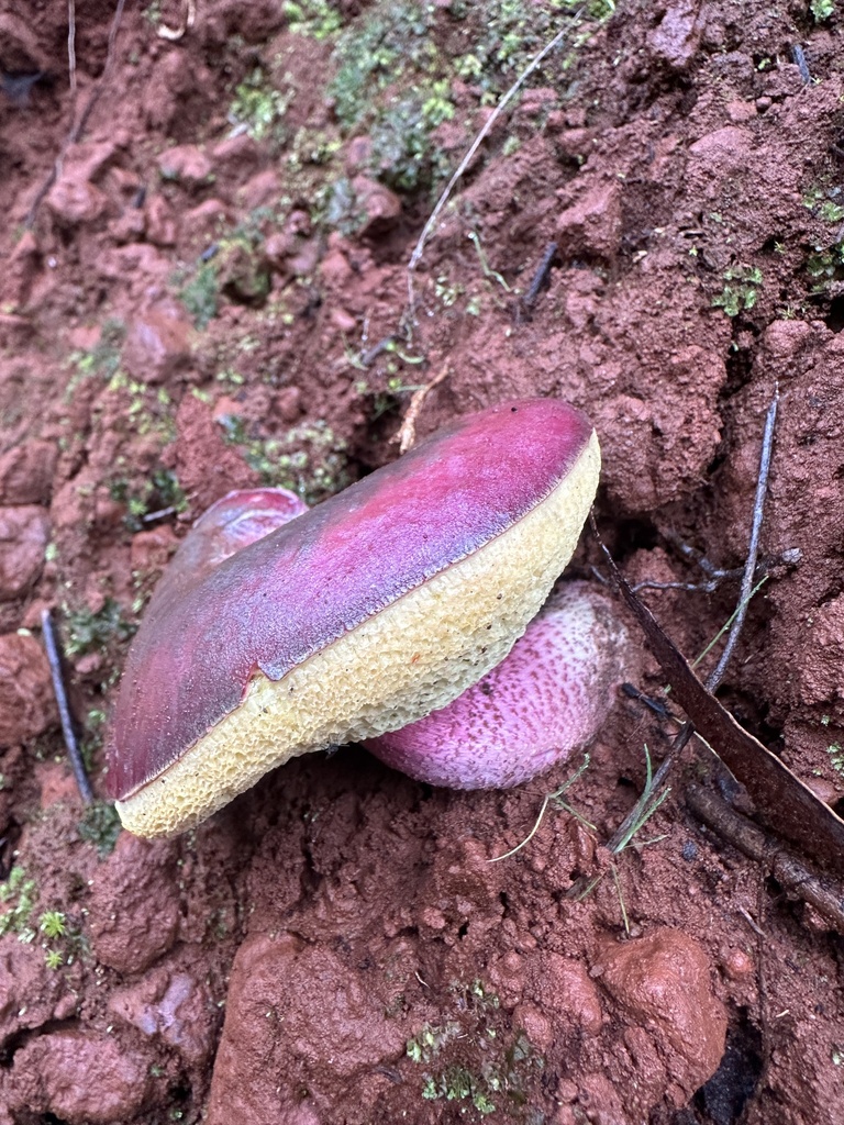 Boletellus obscurecoccineus · September 2025 · photo: © sheriff_woody_pct (iNaturalist, cc-by)