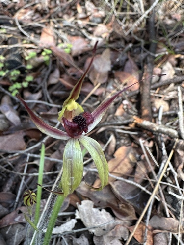 Leaping Spider Orchid (Caladenia macrostylis)