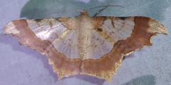 Zeheba lucidata