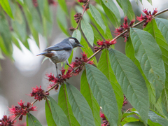 Conirostrum leucogenys