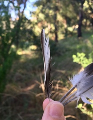 Fringilla coelebs