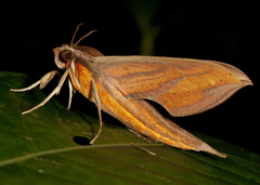 Xylophanes cthulhu
