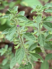 Endostemon tereticaulis