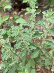 Endostemon tereticaulis