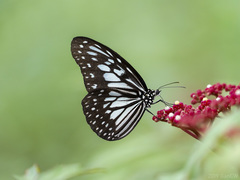 Ideopsis juventa