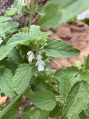 Leucas glabrata