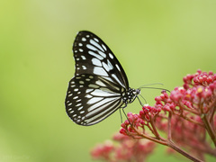 Ideopsis juventa