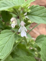 Leucas glabrata