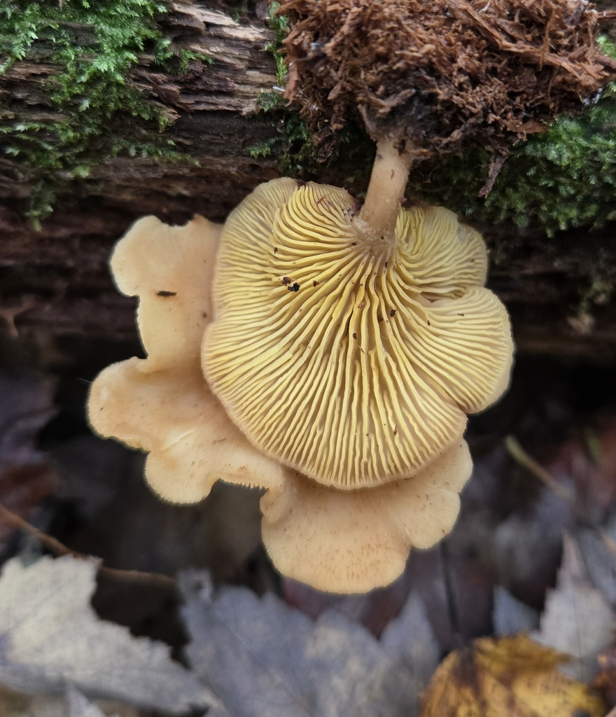 Pseudoarmillariella ectypoides · November 2025 · photo: © benfungi (iNaturalist, cc-by)