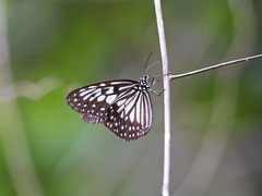 Ideopsis juventa