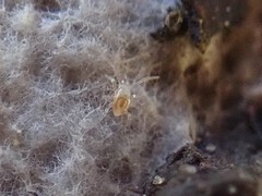 Mesostigmata