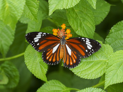 Danaus genutia leucoglene