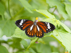 Danaus genutia leucoglene