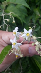 Solanum sanctaecatharinae