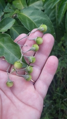 Solanum sanctaecatharinae