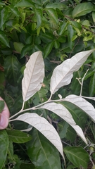 Solanum sanctaecatharinae