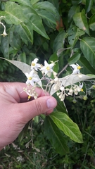 Solanum sanctaecatharinae