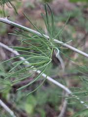 Asparagus aspergillus