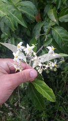 Solanum sanctaecatharinae