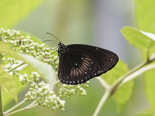Malayan Crow
